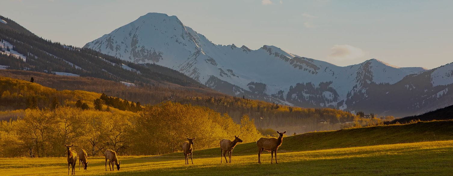 View of the elk mountains with a heard for elk in the foreground in Aspen Colorado.