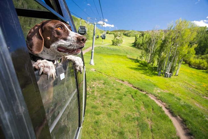 Aspen is dog-friendly. Travel info