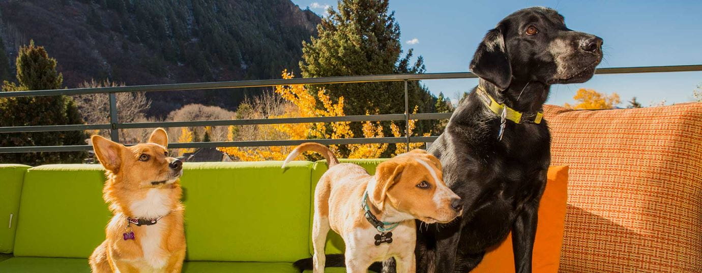 Aspen is dog-friendly. Travel info