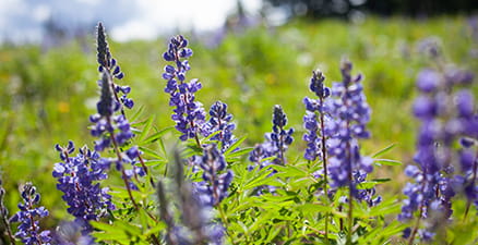 Wildflowers on Snowmass ... lupine to be exact